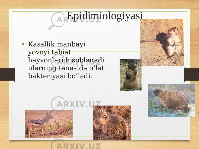 Epidimiologiyasi • Kasallik manbayi yovoyi tabiat hayvonlari hisoblanadi ularning tanasida o’lat bakteriyasi bo’ladi. 