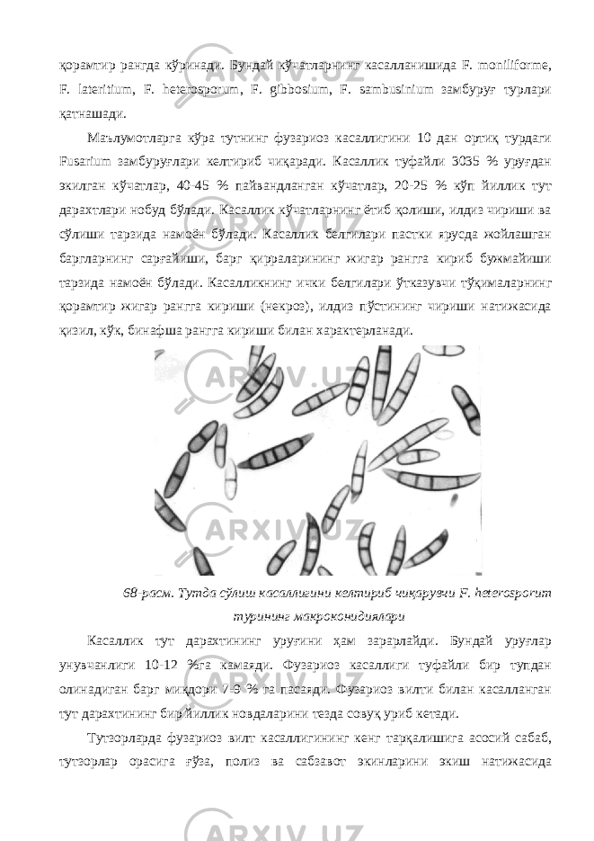 қорамтир рангда кўринади. Бундай кўчатларнинг касалланишида F. moniliforme, F. lateritium, F. heterosporum, F. gibbosium, F. sambusinium замбуруғ турлари қатнашади. Маълумотларга кўра тутнинг фузариоз касаллигини 10 дан ортиқ турдаги Fusarium замбуруғлари келтириб чиқаради. Касаллик туфайли 3035 % уруғдан экилган кўчатлар, 40-45 % пайвандланган кўчатлар, 20-25 % кўп йиллик тут дарахтлари нобуд бўлади. Касаллик кўчатларнинг ётиб қолиши, илдиз чириши ва сўлиши тарзида намоён бўлади. Касаллик белгилари пастки ярусда жойлашган баргларнинг сарғайиши, барг қирраларининг жигар рангга кириб бужмайиши тарзида намоён бўлади. Касалликнинг ички белгилари ўтказувчи тўқималарнинг қорамтир жигар рангга кириши (некроз), илдиз пўстининг чириши натижасида қизил, кўк, бинафша рангга кириши билан характерланади. 68-расм. Тутда сўлиш касаллигини келтириб чиқарувчи F. heterosporum турининг макроконидиялари Касаллик тут дарахтининг уруғини ҳам зарарлайди. Бундай уруғлар унувчанлиги 10-12 %га камаяди. Фузариоз касаллиги туфайли бир тупдан олинадиган барг миқдори 7-9 % га пасаяди. Фузариоз вилти билан касалланган тут дарахтининг бир йиллик новдаларини тезда совуқ уриб кетади. Тутзорларда фузариоз вилт касаллигининг кенг тарқалишига асосий сабаб, тутзорлар орасига ғўза, полиз ва сабзавот экинларини экиш натижасида 