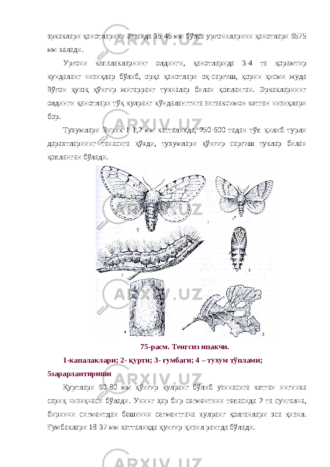 эркаклари қанотларини ёзганда 35-45 мм бўлса урғочиларини қанотлари 6575 мм келади. Урғочи капалакларнинг олдинги, қанотларида 3-4 та қорамтир кундаланг чизиқлар бўлиб, орқа қанотлари оқ-сарғиш, қорин қисми жуда йўғон қуюқ қўнғир жигарранг тукчалар билан қопланган. Эркакларнинг олдинги қанотлари тўқ кулранг кўндаланггига зигзаксимон кетган чизиқлари бор. Тухумлари йирик 1-1,2 мм катталикда, 250-600 тадан тўп қилиб турли дарахтларнинг танасига қўяди, тухумлари қўнғир сарғиш туклар билан қопланган бўлади. 75-расм. Тенгсиз ипакчи. 1-капалаклари; 2- қурти; 3- ғумбаги; 4 – тухум тўплами; 5зарарлантириши Қуртлари 60-80 мм қўнғир кулранг бўлиб узинасига кетган ингичка сариқ чизиқчаси бўлади. Унинг ҳар бир сегментини тепасида 2 та сунгалча, биринчи сигментдан бешинчи сегментгача кулранг қолганлари эса қизил. Ғумбаклари 18-37 мм катталикда қунғир-қизил рангда бўлади. 