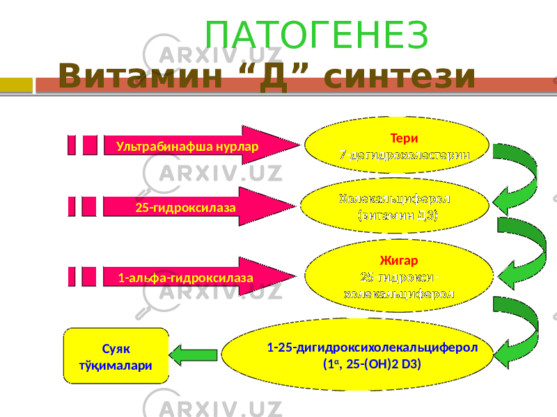 ПАТОГЕНЕЗ Витамин “Д” синтези Тери 7-дегидрохолестерин Ультрабинафша нурлар Холекальциферол (витамин Д3) 25-гидроксилаза Жигар 25-гидрокси- холекальциферол1-альфа-гидроксилаза 1-25-дигидроксихолекальциферол (1 α , 25-(ОН)2 D3)Суяк тўқималари 