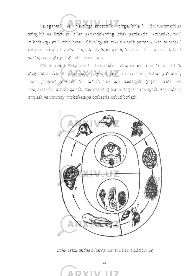 Patogenezi va patologo-anotomik o‘zgarishlari. Exinostomatidlar so‘rg‘ich va ilmoqlari bilan parrandalarning ichak pardalarini jarohatlab, turli mikroblarga yo‘l ochib beradi. Shuningdek, toksin ajratib parranda-larni surunkali zaharlab boradi. Invaziyaning intensivligiga qarab, ichak shilliq pardasida kataral yoki gemorragik yallig‘lanish kuzatiladi. Klinik belgilari. Uchala tur trematodalar chaqiradigan kasalliklarda klinik o‘zgarishlar deyarli bir xil bo‘ladi. Kasallangan parrandalarda ishtaxa yo‘qoladi, hazm jarayoni buziladi, ich ketadi. Tez oza boshlaydi, jo‘jalar o‘sish va rivojlanishdan orqada qoladi. Tovuqlarning tuxum tug‘ishi kamayadi. Par randalar oriqlash va umumiy intoksikatsiya oqibatida nobud bo‘ladi. Echinostomatidae oilasiga mansub trematodalar ning 55 