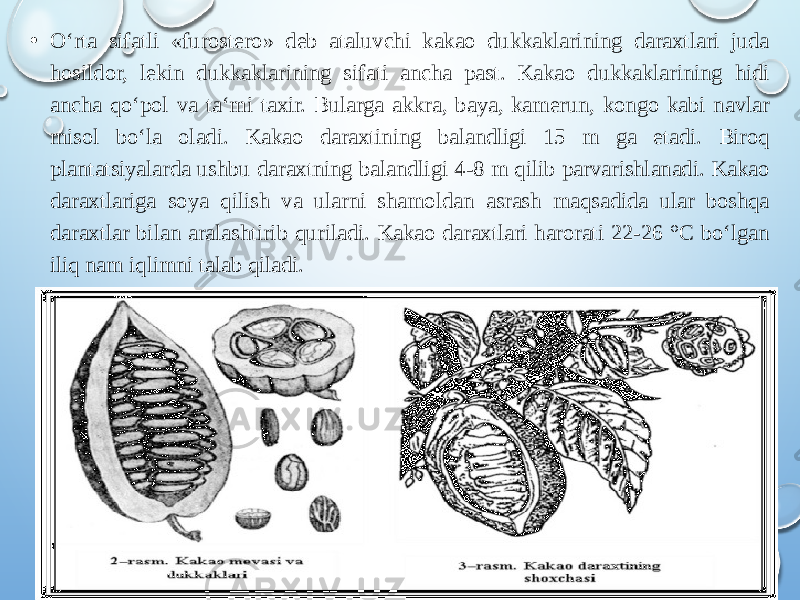 • O‘rta sifatli «furostero» deb ataluvchi kakao dukkaklarining daraxtlari juda hosildor, lekin dukkaklarining sifati ancha past. Kakao dukkaklarining hidi ancha qo‘pol va ta‘mi taxir. Bularga akkra, baya, kamerun, kongo kabi navlar misol bo‘la oladi. Kakao daraxtining balandligi 15 m ga etadi. Biroq plantatsiyalarda ushbu daraxtning balandligi 4-8 m qilib parvarishlanadi. Kakao daraxtlariga soya qilish va ularni shamoldan asrash maqsadida ular boshqa daraxtlar bilan aralashtirib quriladi. Kakao daraxtlari harorati 22-26 °C bo‘lgan iliq nam iqlimni talab qiladi. 