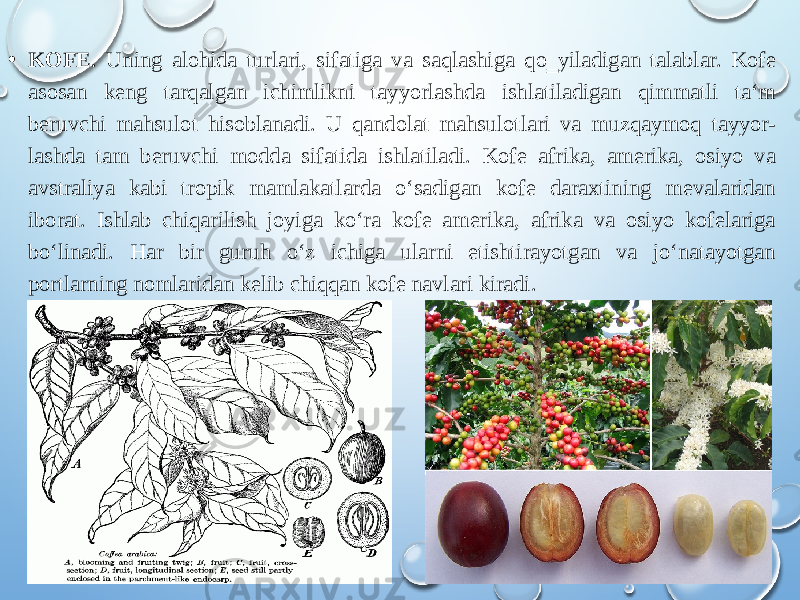 • KOFE . Uning alohida turlari, sifatiga va saqlashiga qo‗yiladigan talablar. Kofe asosan keng tarqalgan ichimlikni tayyorlashda ishlatiladigan qimmatli ta‘m beruvchi mahsulot hisoblanadi. U qandolat mahsulotlari va muzqaymoq tayyor- lashda tam beruvchi modda sifatida ishlatiladi. Kofe afrika, amerika, osiyo va avstraliya kabi tropik mamlakatlarda o‘sadigan kofe daraxtining mevalaridan iborat. Ishlab chiqarilish joyiga ko‘ra kofe amerika, afrika va osiyo kofelariga bo‘linadi. Har bir guruh o‘z ichiga ularni etishtirayotgan va jo‘natayotgan portlarning nomlaridan kelib chiqqan kofe navlari kiradi. 