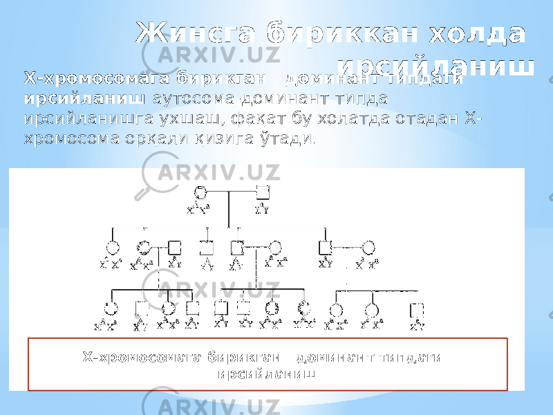 Жинсга бириккан холда ирсийланиш Х-хромосомага бирикган доминант типдаги ирсийланиш аутосома-доминант типда ирсийланишга ухшаш, фақат бу холатда отадан Х- хромосома орқали қизига ўтади. Х-хромосомага бирикган доминант типдаги ирсийланиш 