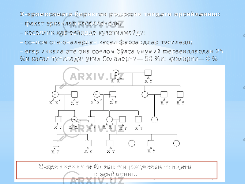 Х-хромосомага бирикган рецессив типдаги ирсийланиш: – фақат эркаклар касалланади; – касаллик хар авлодда кузатилмайди; – соғлом ота-оналардан касал фарзандлар туғилади; – агар иккала ота-она соғлом бўлса умумий фарзандлардан 25 %и касал туғилади; уғил болаларни— 50 %и; қизларни— 0 % Х-хромосомага бирикган рецессив типдаги ирсийланиш 