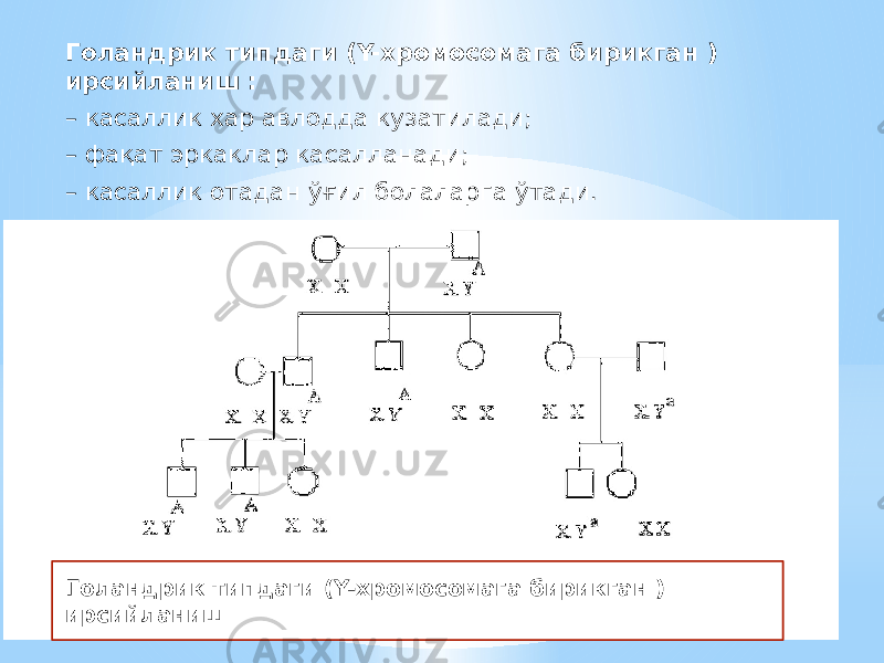 Голандрик типдаги (Y-хромосомага бирикган ) ирсийланиш : – касаллик хар авлодда кузатилади; – фақат эркаклар касалланади; – касаллик отадан ўғил болаларга ўтади. Голандрик типдаги (Y-хромосомага бирикган ) ирсийланиш 