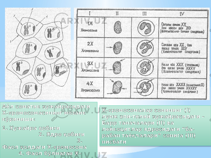 Аёл соматик ҳужайрасидаги Х-хромосомасининг мозаик кўриниши: 1. Ҳужайра қобиғи 2. Ядро қобиғи 3. Фаол ҳолдаги Х-хромосома 4. Фаол бўлмаган Х- хромосома ёки жинсий хроматин Х-хромосомалар сонининг (I) лунж эпи-телий ҳужайрасидаги – Барр таначалари (II) ва лейкоцитлар ядросидаги “ба- рабан таёқчалари” сонига (III) нисбати14 29 1A10 12 0A 0A 3A 0A 0E 0E 29 0615 30 0620 02 08 