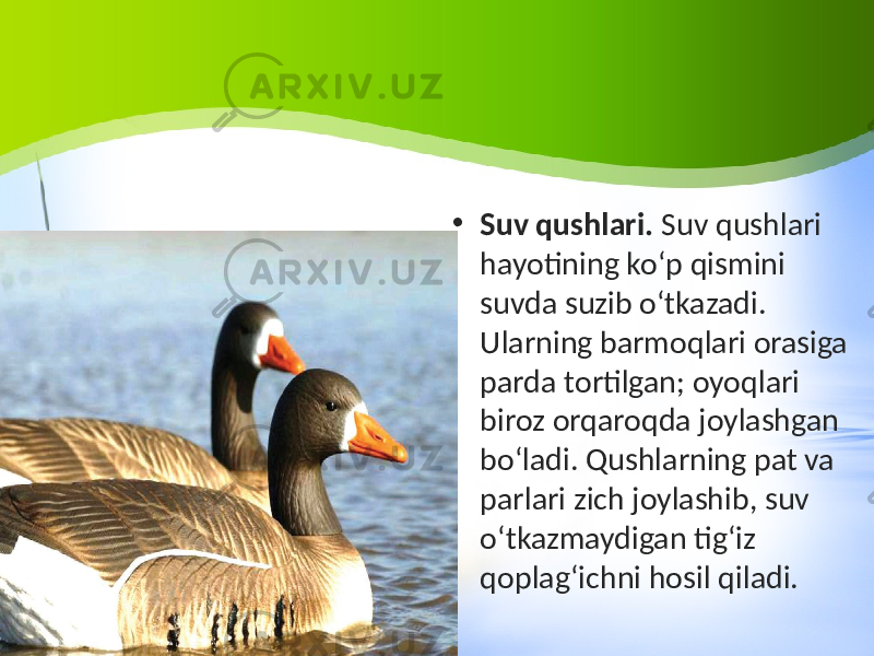 • Suv qushlari. Suv qushlari hayotining ko‘p qismini suvda suzib o‘tkazadi. Ularning barmoqlari orasiga parda tortilgan; oyoqlari biroz orqaroqda joylashgan bo‘ladi. Qushlarning pat va parlari zich joylashib, suv o‘tkazmaydigan tig‘iz qoplag‘ichni hosil qiladi. 