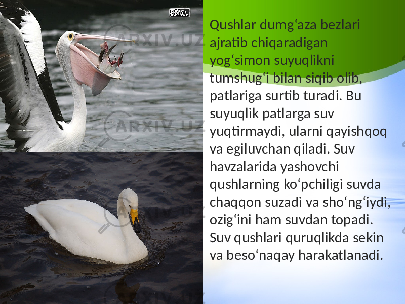 • Qushlar dumg‘aza bezlari ajratib chiqaradigan yog‘simon suyuqlikni tumshug‘i bilan siqib olib, patlariga surtib turadi. Bu suyuqlik patlarga suv yuqtirmaydi, ularni qayishqoq va egiluvchan qiladi. Suv havzalarida yashovchi qushlarning ko‘pchiligi suvda chaqqon suzadi va sho‘ng‘iydi, ozig‘ini ham suvdan topadi. Suv qushlari quruqlikda sekin va beso‘naqay harakatlanadi. 