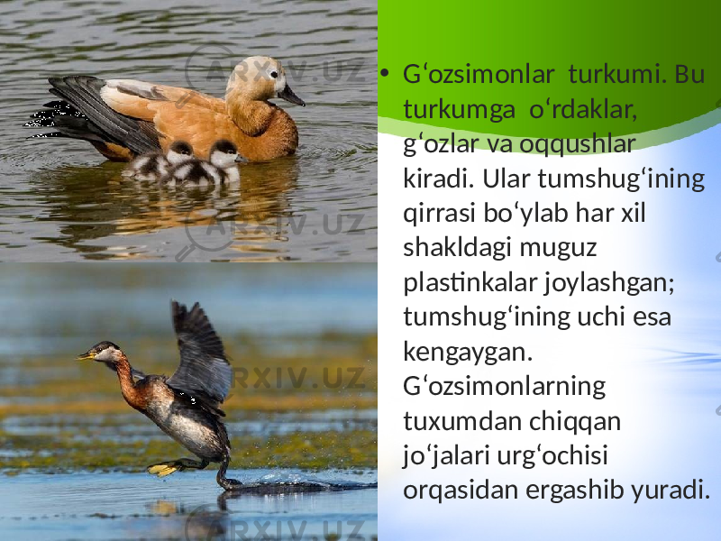 • G‘ozsimonlar turkumi. Bu turkumga o‘rdaklar, g‘ozlar va oqqushlar kiradi. Ular tumshug‘ining qirrasi bo‘ylab har xil shakldagi muguz plastinkalar joylashgan; tumshug‘ining uchi esa kengaygan. G‘ozsimonlarning tuxumdan chiqqan jo‘jalari urg‘ochisi orqasidan ergashib yuradi. 