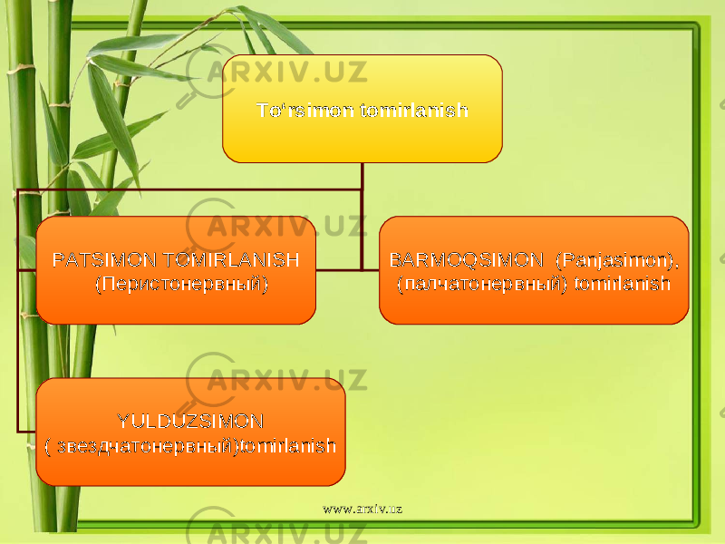 To‘rsimon tomirlanish PATSIMON TOMIRLANISH ( Перистонервный ) BARMOQSIMON (Panjasimon), ( палчатонервный ) tomirlanish YULDUZSIMON ( звездчатонервный )tomirlanish www.arxiv.uz 