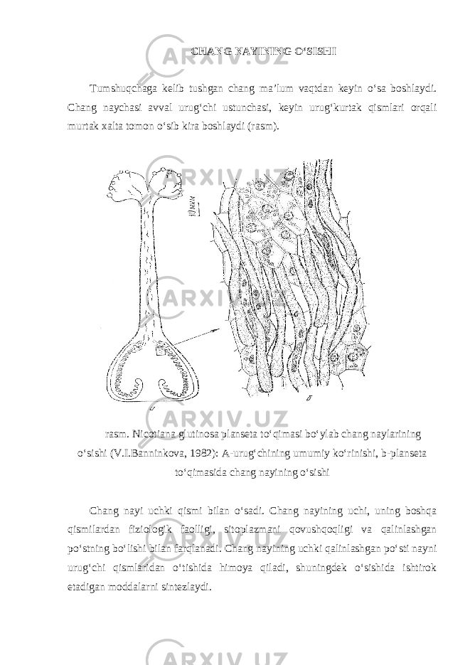 CHANG NAYINING O‘SISHI Tumshuqchaga kelib tushgan chang ma’lum vaqtdan keyin o‘sa boshlaydi. Chang naychasi avval urug‘chi ustunchasi, keyin urug‘kurtak qismlari orqali murtak xalta tomon o‘sib kira boshlaydi (rasm). rasm. Nicotiana glutinosa planseta to‘qimasi bo‘ylab chang naylarining o‘sishi (V.I.Banninkova, 1982): A-urug‘chining umumiy ko‘rinishi, b-planseta to‘qimasida chang nayining o‘sishi Chang nayi uchki qismi bilan o‘sadi. Chang nayining uchi, uning boshqa qismilardan fiziologik faolligi, sitoplazmani qovushqoqligi va qalinlashgan po‘stning bo‘lishi bilan farqlanadi. Chang nayining uchki qalinlashgan po‘sti nayni urug‘chi qismlaridan o‘tishida himoya qiladi, shuningdek o‘sishida ishtirok etadigan moddalarni sintezlaydi. 