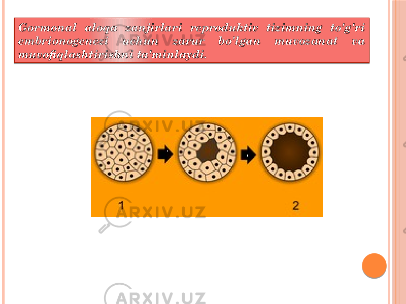 Gormonal aloqa zanjirlari reproduktiv tizimning to&#39;g&#39;ri embrionogenezi uchun zarur bo&#39;lgan muvozanat va muvofiqlashtirishni ta&#39;minlaydi. 27 17 18 