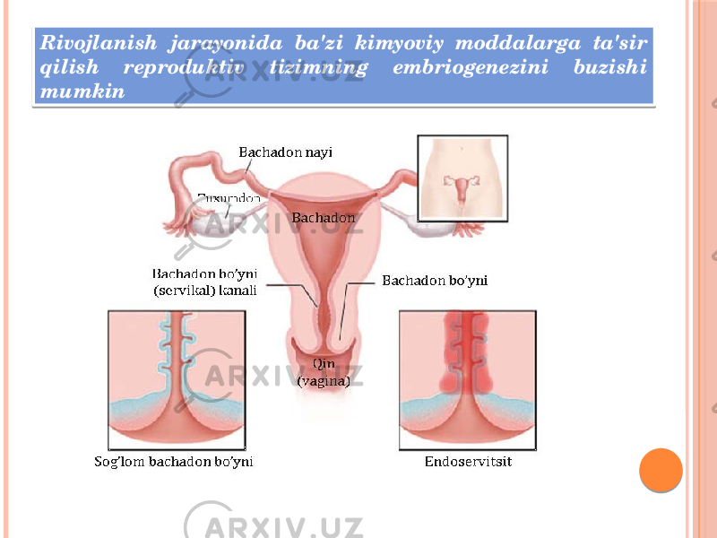 Rivojlanish jarayonida ba&#39;zi kimyoviy moddalarga ta&#39;sir qilish reproduktiv tizimning embriogenezini buzishi mumkin 2A 0D020B0204 18 