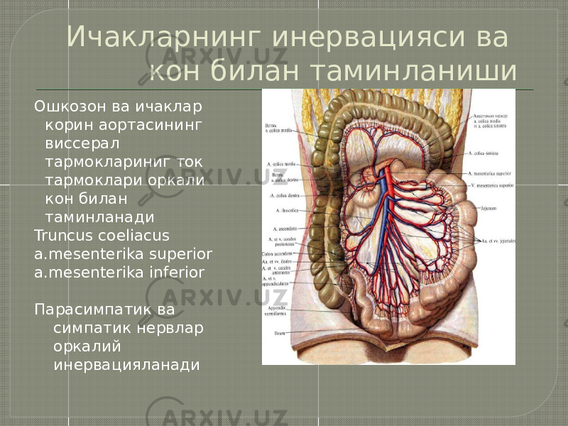 Ичакларнинг инервацияси ва кон билан таминланиши Ошкозон ва ичаклар корин аортасининг виссерал тармоклариниг ток тармоклари оркали кон билан таминланади Truncus coeliacus a.mesenterika superior a.mesenterika inferior Парасимпатик ва симпатик нервлар оркалий инервацияланади 