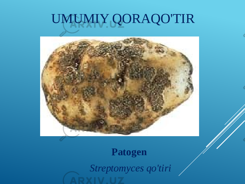 UMUMIY QORAQO&#39;TIR Patogen   Streptomyces qo&#39;tiri 