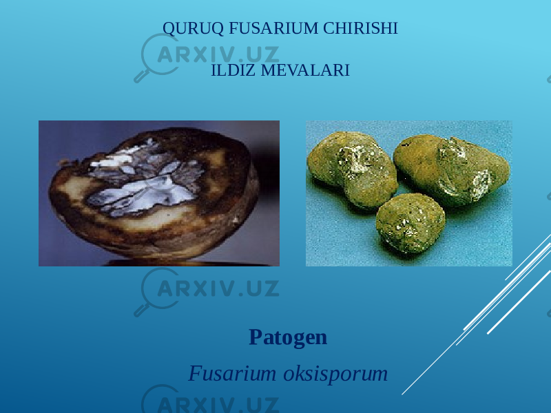 QURUQ FUSARIUM CHIRISHI ILDIZ MEVALARI Patogen Fusarium oksisporum 