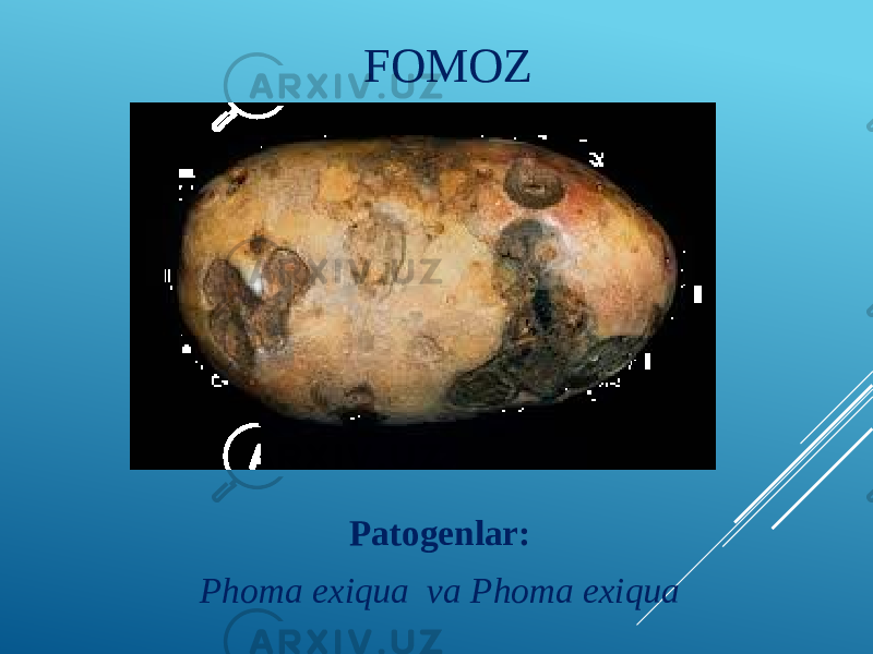 FOMOZ Patogenlar: Phoma exiqua va Phoma exiqua 