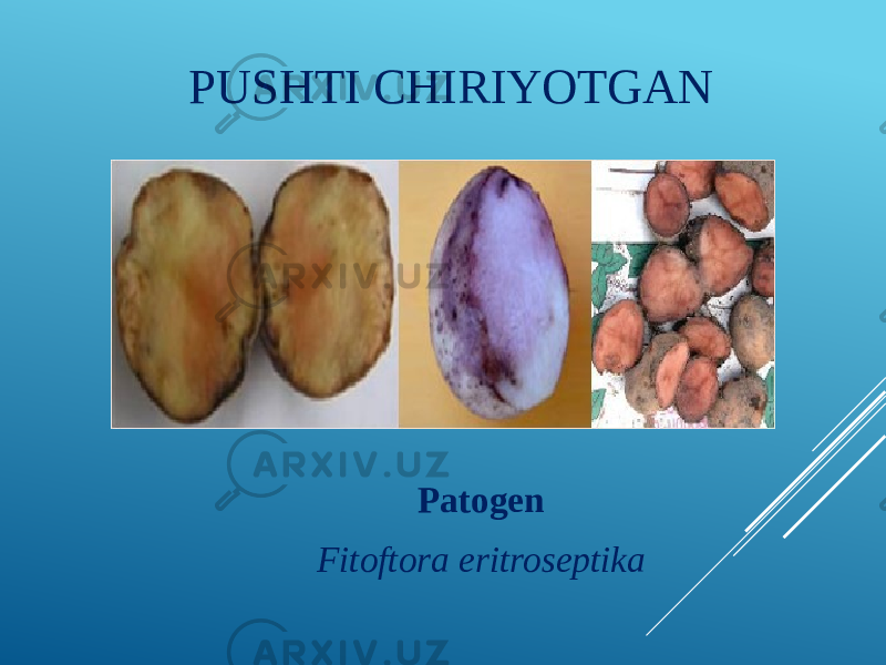 PUSHTI CHIRIYOTGAN Patogen Fitoftora eritroseptika 