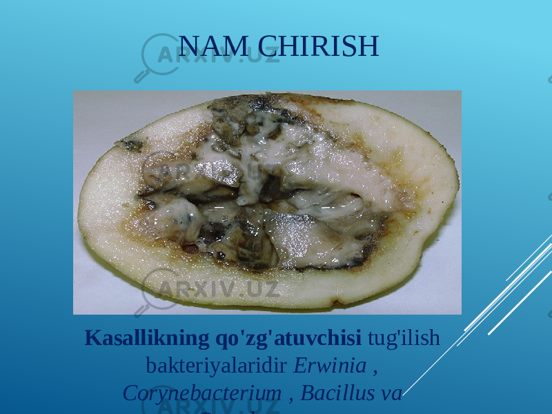 NAM CHIRISH Kasallikning qo&#39;zg&#39;atuvchisi tug&#39;ilish bakteriyalaridir   Erwinia , Corynebacterium , Bacillus va Pseudomonas. 