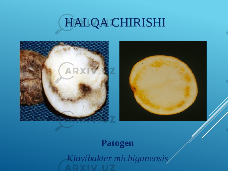 HALQA CHIRISHI Patogen Klavibakter michiganensis 