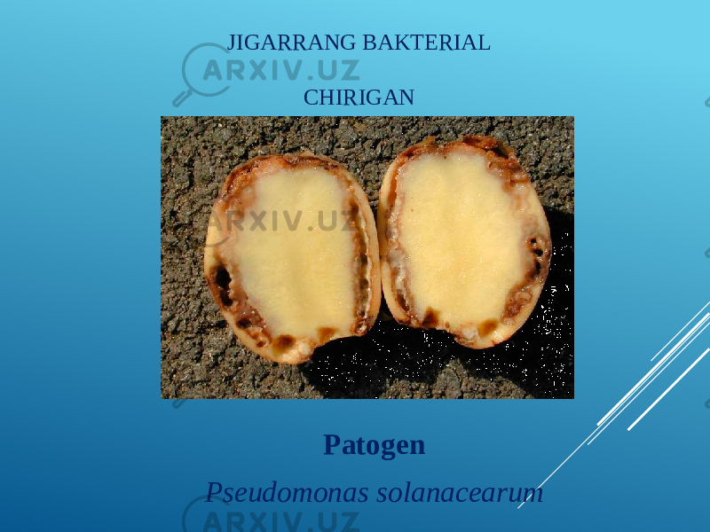 JIGARRANG BAKTERIAL CHIRIGAN Patogen Pseudomonas solanacearum 