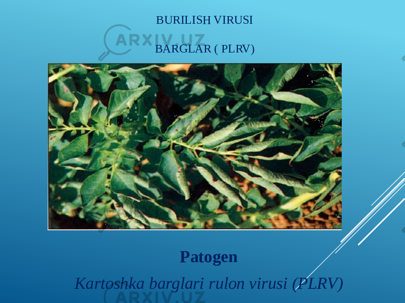 BURILISH VIRUSI BARGLAR ( PLRV) Patogen Kartoshka barglari rulon virusi (PLRV) 