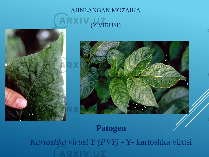 AJINLANGAN MOZAIKA (Y VIRUSI) Patogen Kartoshka virusi Y (PVY)  - Y- kartoshka virusi 