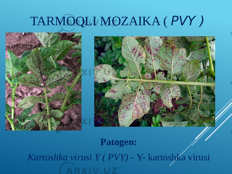 TARMOQLI MOZAIKA ( PVY ) Patogen: Kartoshka virusi Y ( PVY) - Y- kartoshka virusi 