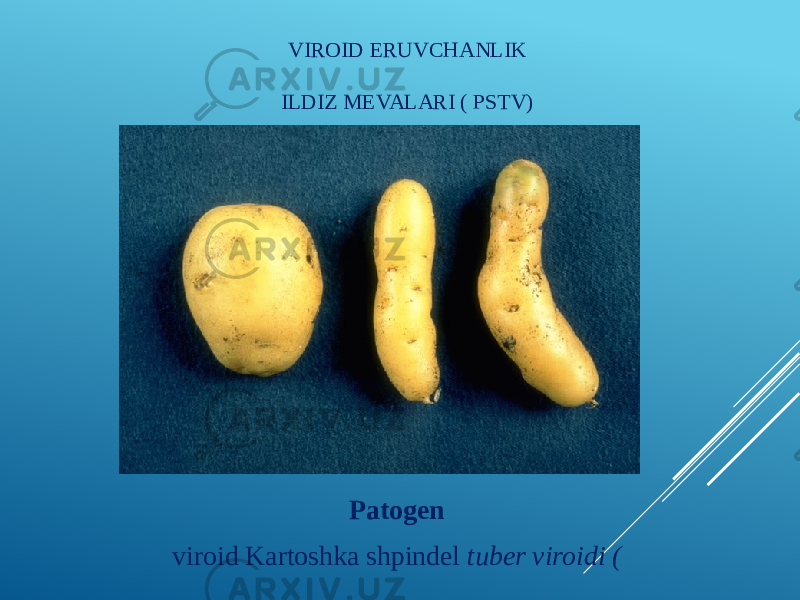 VIROID ERUVCHANLIK ILDIZ MEVALARI ( PSTV) Patogen viroid Kartoshka shpindel tuber viroidi ( 