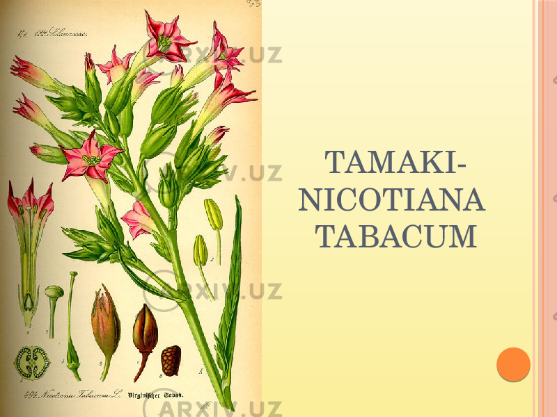 TAMAKI- NICOTIANA TABACUM 