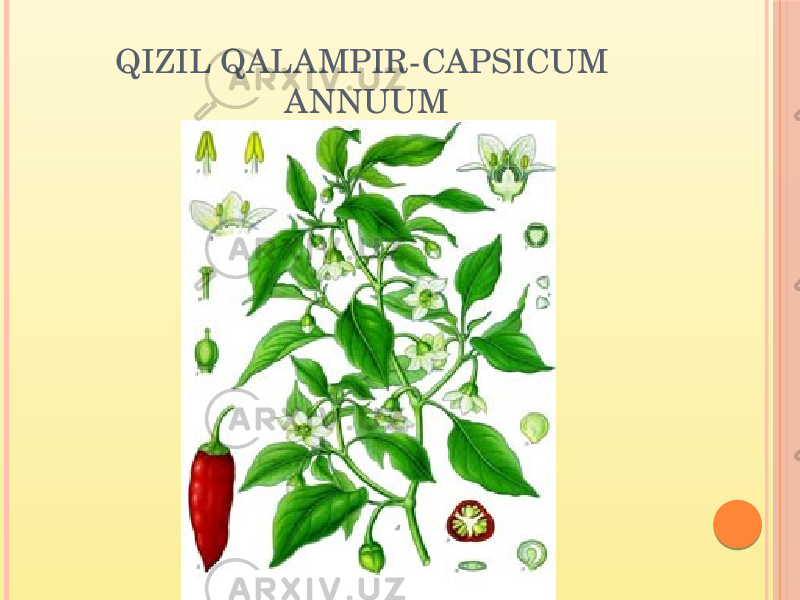 QIZIL QALAMPIR-CAPSICUM ANNUUM 