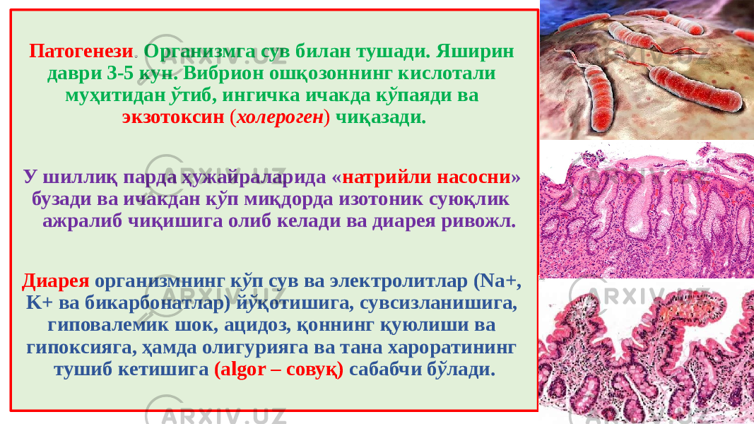 Патогенези . Организмга сув билан тушади. Яширин даври 3-5 кун. Вибрион ошқозоннинг кислотали муҳитидан ў тиб, ингичка ичакда к ў паяди ва экзотоксин ( холероген ) чиқазади. У шиллиқ парда ҳужайраларида « натрийли насосни » бузади ва ичакдан к ў п миқдорда изотоник суюқлик ажралиб чиқишига олиб келади ва диарея ривожл. Диарея организмнинг к ў п сув ва электролитлар (Na+, K+ ва бикарбонатлар) й ў қотишига, сувсизланишига, гиповалемик шок, ацидоз, қоннинг қуюлиши ва гипоксияга, ҳамда олигурияга ва тана хароратининг тушиб кетишига (algor – совуқ) сабабчи б ў лади. 