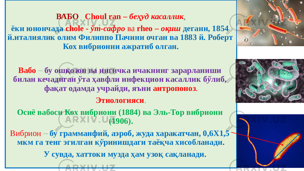 ВАБО Choul ran – беҳуд касаллик , ёки юнончада chole - ўт-сафро ва rheo – оқиш дегани, 1854 й.италиялик олим Филиппо Пачини очган ва 1883 й. Роберт Кох вибрионни ажратиб олган.   Вабо – бу ошқозон ва ингичка ичакнинг зарарланиши билан кечадиган ў та ҳавфли инфекцион касаллик б ў либ, фақат одамда учрайди, яъни антропоноз . Этиологияси . Осиё вабоси Кох вибриони (1884) ва Эль-Тор вибриони (1906). Вибрион – бу грамманфий, аэроб, жуда харакатчан, 0,6Х1,5 мкм га тенг эгилган к ў ринишдаги таёқча хисобланади. У сувда, хаттоки музда ҳам узоқ сақланади. 