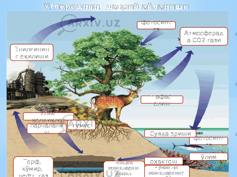 Углероднинг даврий айланиши Атмосферад а СО2 гази Нафас олиш Сувда эриши оҳактош ўлимфотосинт езфотосинт ез Чўкинди жинсларнинг ҳосил бўлишиЁнилғи жинсларни ҳосил бўлишиТорф, кўмир, нефт, газ парчалани шЎлик қолдиқлар гумусЁнилғинин г ёқилиши 