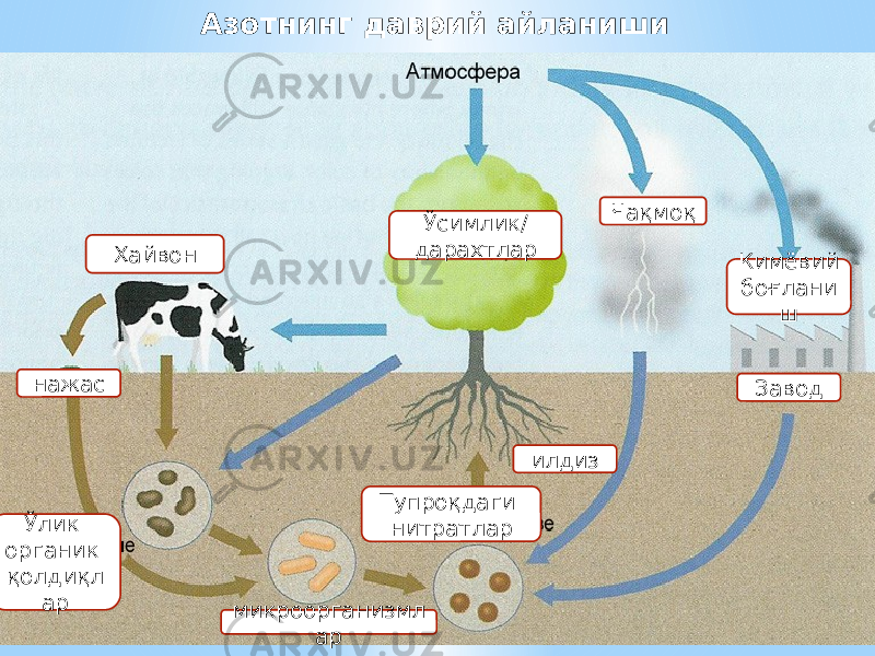 Азотнинг даврий айланиши Чақмоқ Ўсимлик/ дарахтлар Ҳайвон нажас Кимёвий боғлани ш илдиз Завод Тупроқдаги нитратлар микроорганизмл арЎлик органик қолдиқл ар 