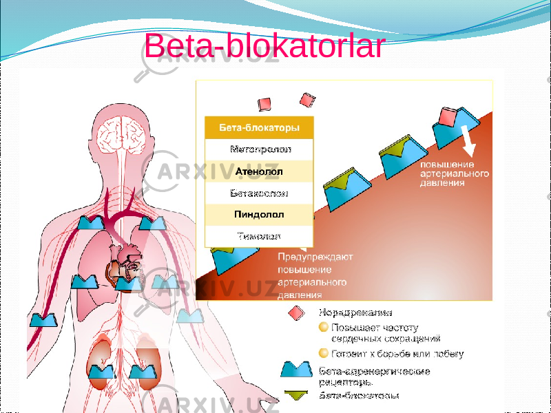 Beta-blokatorlar 