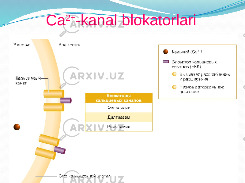  Ca 2+ -kanal blokatorlari 