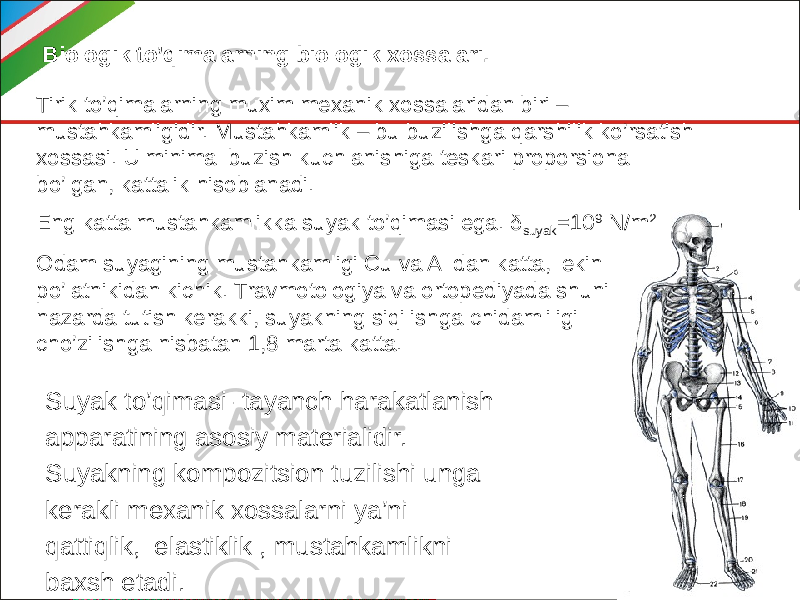 Biologik to’qimalarning biologik xossalari. Tirik to’qimalarning muxim mexanik xossalaridan biri – mustahkamligidir. Mustahkamlik – bu buzilishga qarshilik ko’rsatish xossasi. U minimal buzish kuchlanishiga teskari proporsional bo’lgan, kattalik hisoblanadi. Eng katta mustahkamlikka suyak to’qimasi ega. δ suyak =10 9 N/m 2 Odam suyagining mustahkamligi Cu va Al dan katta, lekin po’latnikidan kichik. Travmotologiya va ortopediyada shuni nazarda tutish kerakki, suyakning siqilishga chidamliligi cho’zilishga nisbatan 1,8 marta katta. Suyak to’qimasi- tayanch harakatlanish apparatining asosiy materialidir. Suyakning kompozitsion tuzilishi unga kerakli mexanik xossalarni ya’ni qattiqlik, elastiklik , mustahkamlikni baxsh etadi. 