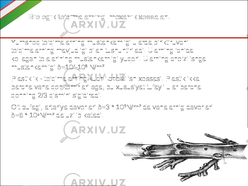 © VIG pr.Biologik to’qimalarning mexanik xossalari. Yumshoq to’qimalarning mustahkamligi ularda biriktiruvchi to’qimalarning mavjudligi bilan tushuntiriladi. Ularning ichida kollagen tolalarining mustahkamligi yuqori. Ularning cho’zilishga mustahkamligi δ=10 7 -10 8 N/m 2 Plastiklik - to’qimalarning kuchli cho’zilish xossasi. Plastiklikka barcha vena qon tomirlari ega, bu xususiyat tufayli ular barcha qonning 2/3 qismini sig’diradi. O’t pufagi, arteriya devorlari δ=3 * 10 6 N/m 2 da venalarnig devorlari δ=5 * 10 5 N/m 2 da uzilib ketadi. 