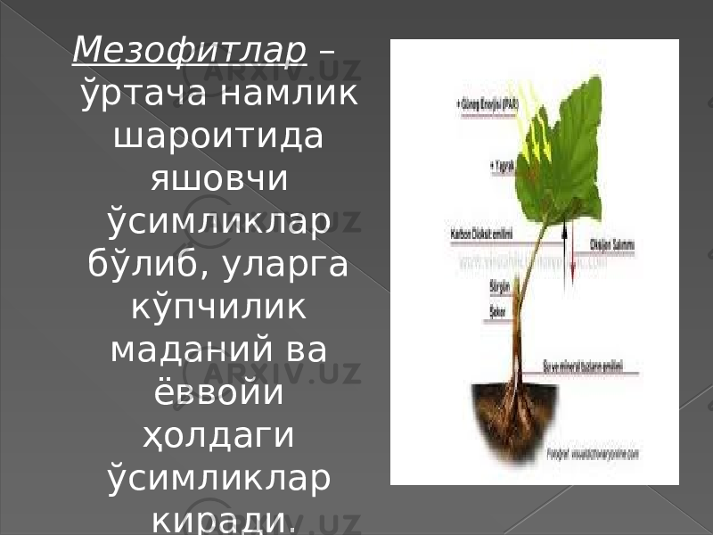 Мезофитлар – ўртача намлик шароитида яшовчи ўсимликлар бўлиб, уларга кўпчилик маданий ва ёввойи ҳолдаги ўсимликлар киради. 