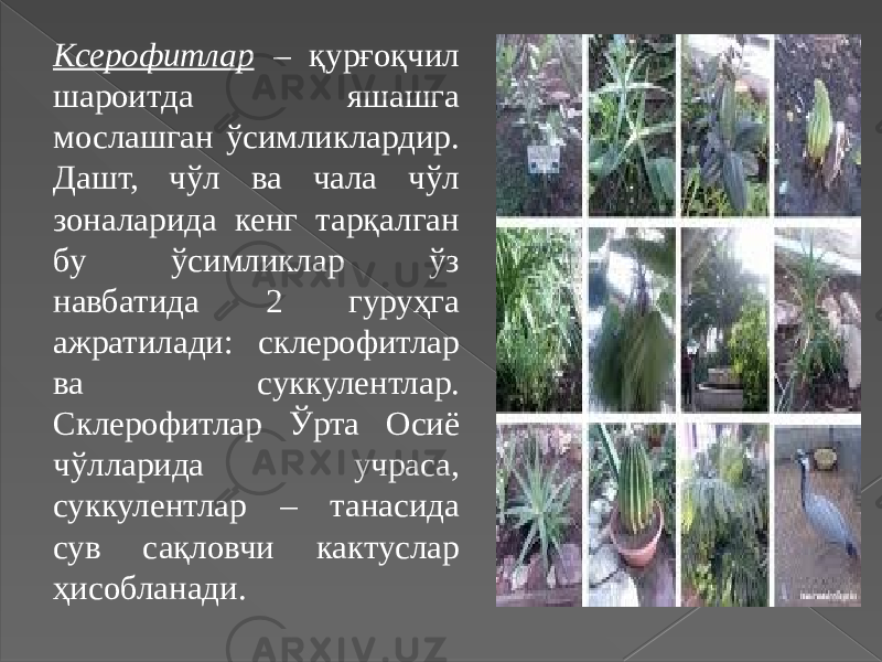Ксерофитлар – қурғоқчил шароитда яшашга мослашган ўсимликлардир. Дашт, чўл ва чала чўл зоналарида кенг тарқалган бу ўсимликлар ўз навбатида 2 гуруҳга ажратилади: склерофитлар ва суккулентлар. Склерофитлар Ўрта Осиё чўлларида учраса, суккулентлар – танасида сув сақловчи кактуслар ҳисобланади. 