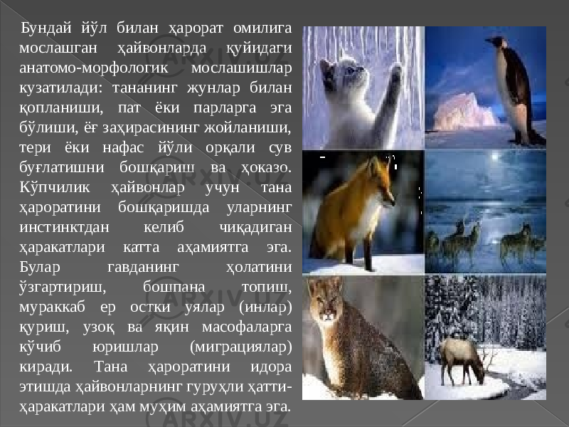 Бундай йўл билан ҳарорат омилига мослашган ҳайвонларда қуйидаги анатомо-морфологик мослашишлар кузатилади: тананинг жунлар билан қопланиши, пат ёки парларга эга бўлиши, ёғ заҳирасининг жойланиши, тери ёки нафас йўли орқали сув буғлатишни бошқариш ва ҳоказо. Кўпчилик ҳайвонлар учун тана ҳароратини бошқаришда уларнинг инстинктдан келиб чиқадиган ҳаракатлари катта аҳамиятга эга. Булар гавданинг ҳолатини ўзгартириш, бошпана топиш, мураккаб ер остки уялар (инлар) қуриш, узоқ ва яқин масофаларга кўчиб юришлар (миграциялар) киради. Тана ҳароратини идора этишда ҳайвонларнинг гуруҳли ҳатти- ҳаракатлари ҳам муҳим аҳамиятга эга. 