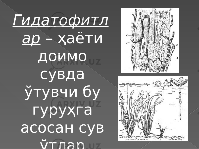 Гидатофитл ар – ҳаёти доимо сувда ўтувчи бу гуруҳга асосан сув ўтлар киради. 