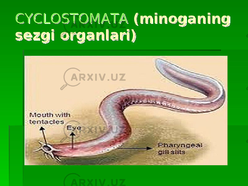 CYCLOSTOMATACYCLOSTOMATA (minoganing (minoganing sezgi organlari)sezgi organlari) 
