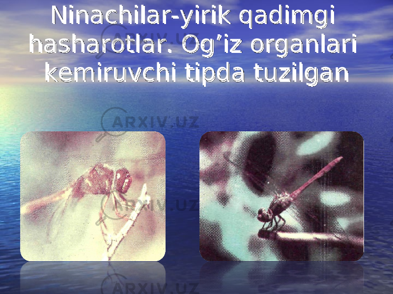 Ninachilar-yirik qadimgi Ninachilar-yirik qadimgi hasharotlar. Og’iz organlari hasharotlar. Og’iz organlari kemiruvchi tipda tuzilgankemiruvchi tipda tuzilgan 