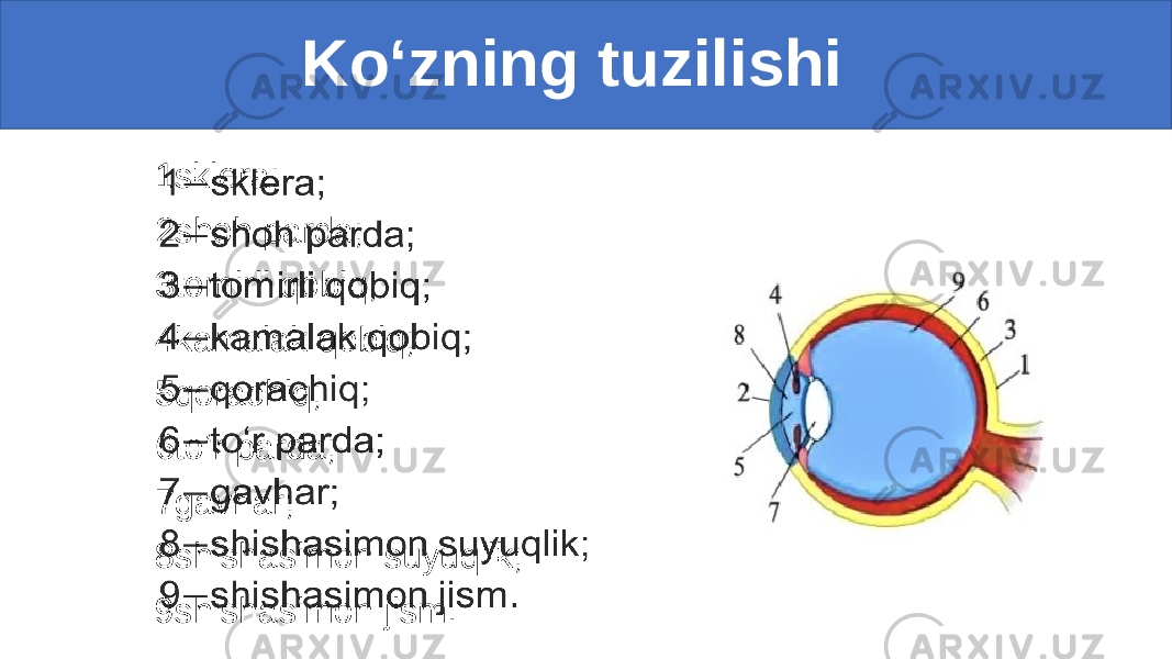  Ko‘zning tuzilishi 1sklera; 2shoh parda; 3tomirli qobiq; 4kamalak qobiq; 5qorachiq; 6to‘r parda; 7gavhar; 8shishasimon suyuqlik; 9shishasimon jism.• 