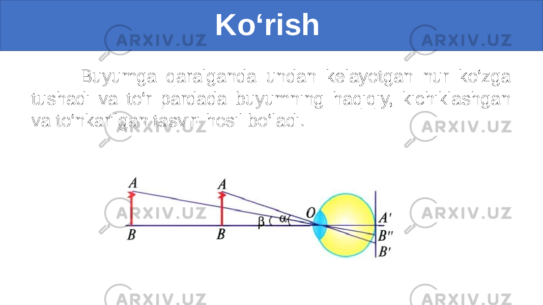  Ko‘rish Buyumga qaralganda undan kelayotgan nur ko‘zga tushadi va to‘r pardada buyumning haqiqiy, kichiklashgan va to‘nkarilgan tasviri hosil bo‘ladi. 