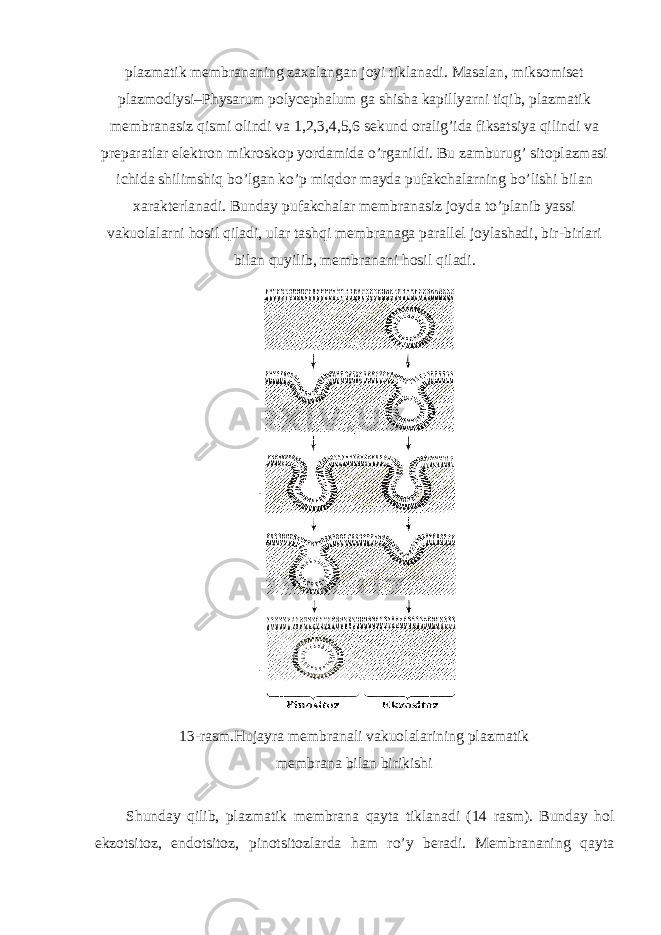 plazmatik membrananing zaxalangan joyi tiklanadi. Masalan, miksomiset plazmodiysi–Physarum polycephalum ga shisha kapillyarni tiqib, plazmatik membranasiz qismi olindi va 1,2,3,4,5,6 sekund oralig’ida fiksatsiya qilindi va preparatlar elektron mikroskop yordamida o’rganildi. Bu zamburug’ sitoplazmasi ichida shilimshiq bo’lgan ko’p miqdor mayda pufakchalarning bo’lishi bilan xarakterlanadi. Bunday pufakchalar membranasiz joyda to’planib yassi vakuolalarni hosil qiladi, ular tashqi membranaga parallel joylashadi, bir-birlari bilan quyilib, membranani hosil qiladi. 13-rasm.Hujayra membranali vakuolalarining plazmatik membrana bilan birikishi Shunday qilib, plazmatik membrana qayta tiklanadi (14 rasm). Bunday hol ekzotsitoz, endotsitoz, pinotsitozlarda ham ro’y beradi. Membrananing qayta 