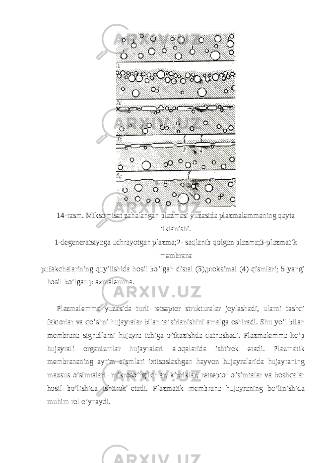  14-rasm. Miksomiset zahalangan plazmasi yuzasida plazmalemmaning qayta tiklanishi. 1-degeneratsiyaga uchrayotgan plazma;2- saqlanib qolgan plazma;3-plazmatik membrana pufakchalarining quyilishida hosil bo’lgan distal (3),proksimal (4) qismlari; 5-yangi hosil bo’lgan plazmalemma. Plazmalemma yuzasida turli retseptor strukturalar joylashadi, ularni tashqi faktorlar va qo’shni hujayralar bilan ta’sirlanishini amalga oshiradi. Shu yo’l bilan membrana signallarni hujayra ichiga o’tkazishda qatnashadi. Plazmalemma ko’p hujayrali organizmlar hujayralari aloqalarida ishtirok etadi. Plazmatik membrananing ayrim qismlari ixtisoslashgan hayvon hujayralarida hujayraning maxsus o’simtalari- mikroso’rg’ichlar, kipriklar, retseptor o’simtalar va boshqalar hosil bo’lishida ishtirok etadi. Plazmatik membrana hujayraning bo’linishida muhim rol o’ynaydi. 